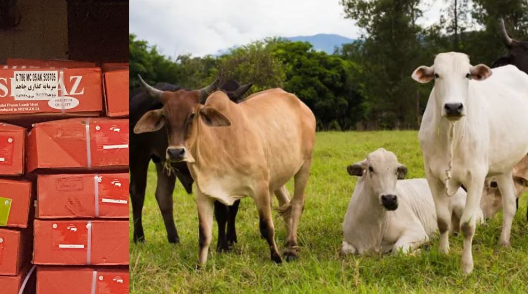 فراخوان خرید مقدار 3000 تن گوشت گوساله منجمد برزیلی وارداتی