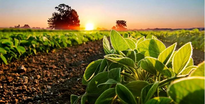 بوم شناسی کشاورزی تنها راه پیش رو است