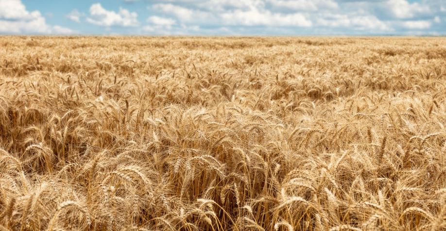 تولید غلات ایران از ۲۳ میلیون تن گذشت